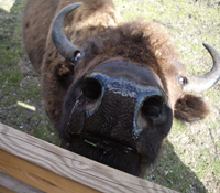 Buffalo Ranch 2009